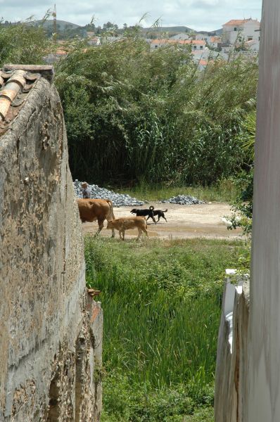 gal/Aljezur/DSC_5184.JPG