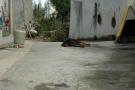 gal/Aljezur/_thb_DSC_5119.JPG