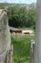 gal/Aljezur/_thb_DSC_5182.JPG