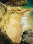 gal/Beach_Centianes_Work_2003/_thb_lukyluke2b.jpg