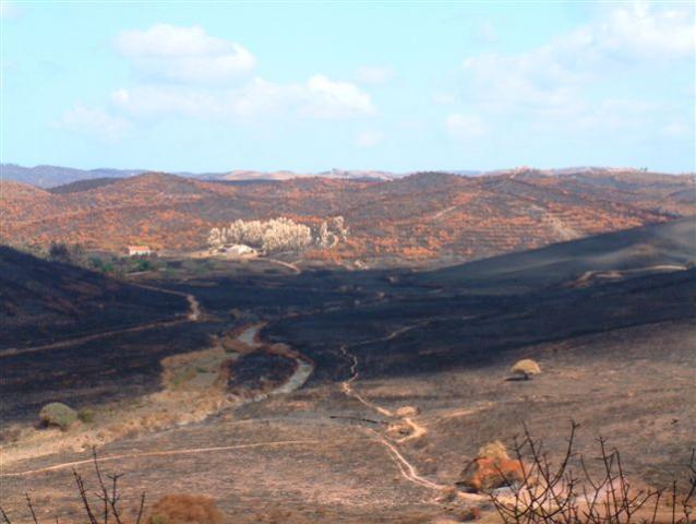 gal/Forest_fires_Algarve_2003/DSCF2756.JPG