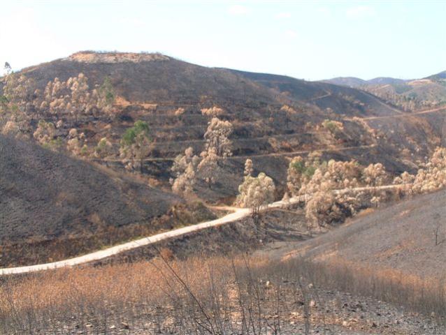 gal/Forest_fires_Algarve_2003/DSCF2800.JPG