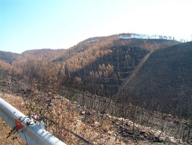 gal/Forest_fires_Algarve_2003/DSCF2879.JPG