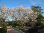 gal/Newsletters/February_2004/_thb_Almonds_in_full_bloom.jpg