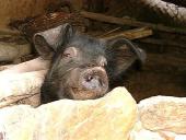 gal/The_farm/farm/_thb_bigfarm05.jpg