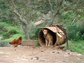gal/The_farm/farm/_thb_bigfarm11.jpg